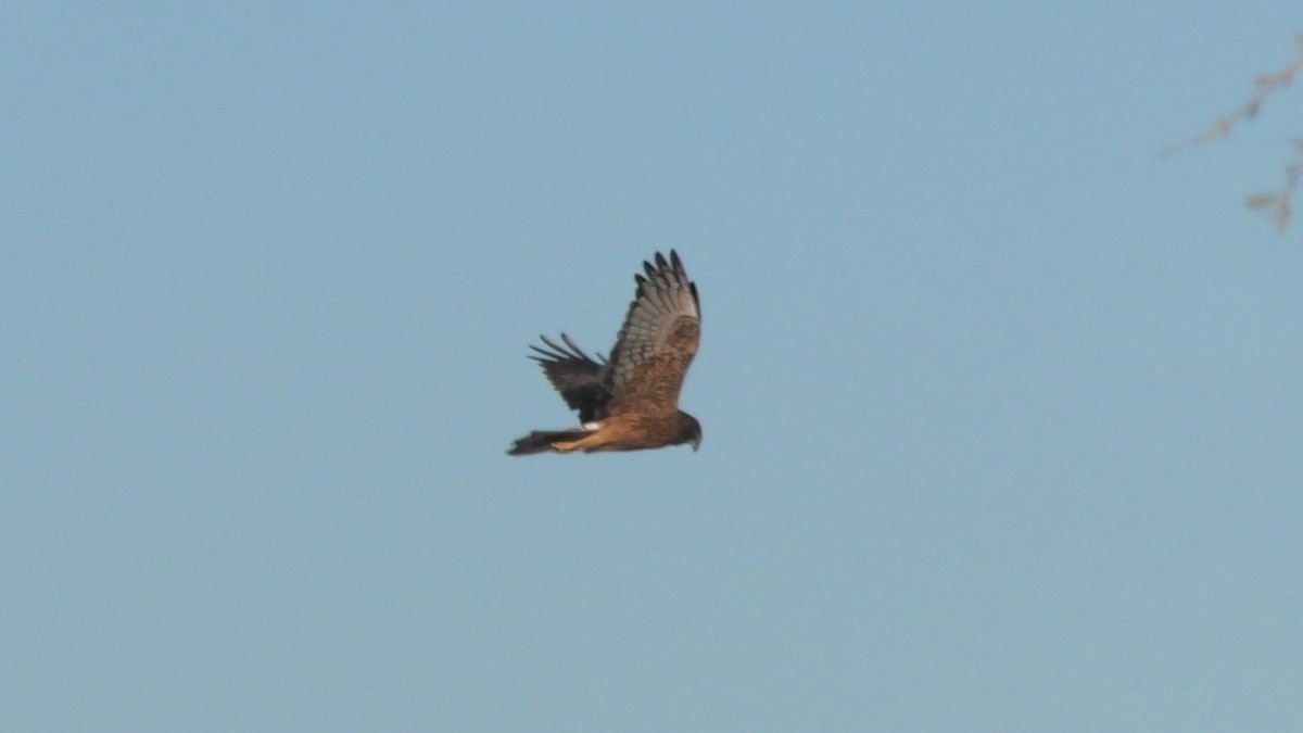 Aguilucho Lagunero del Pacífico - ML620562031