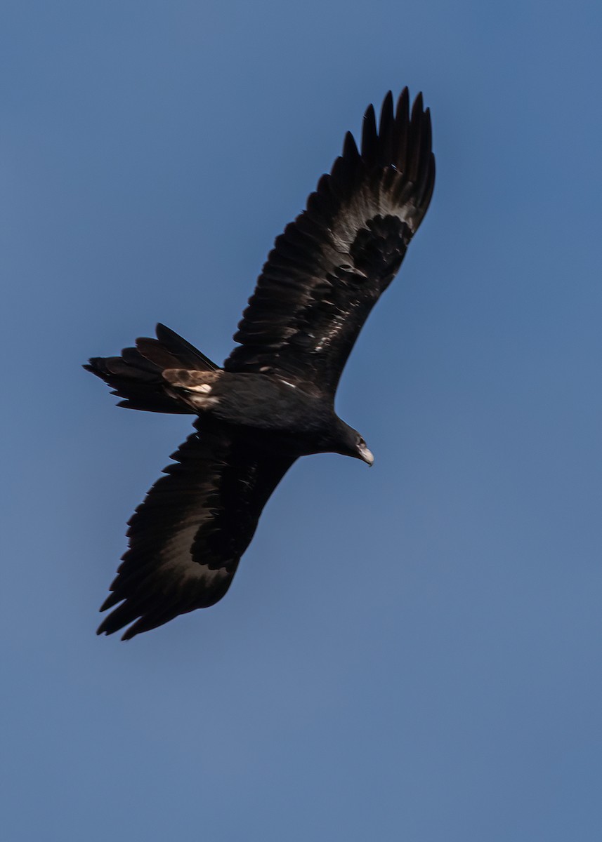 Wedge-tailed Eagle - ML620562033