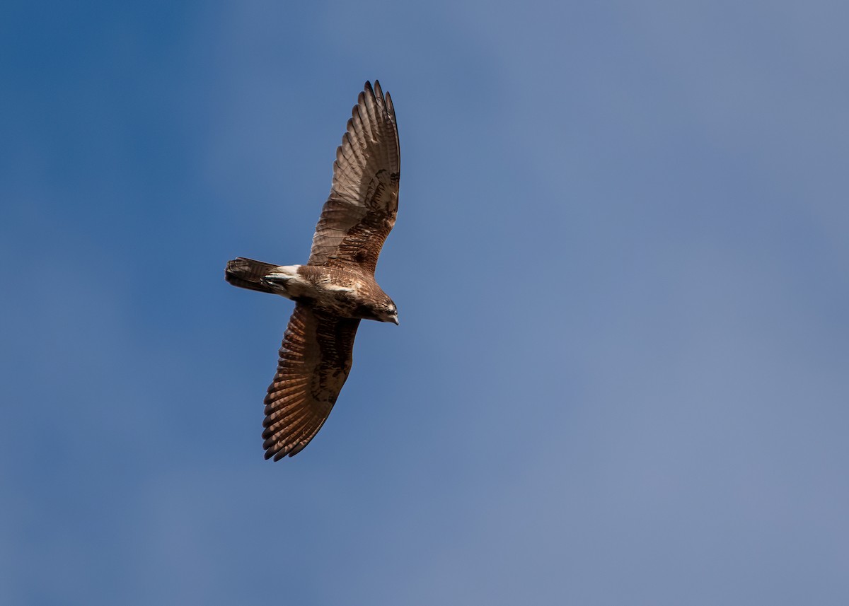 Brown Falcon - ML620562036