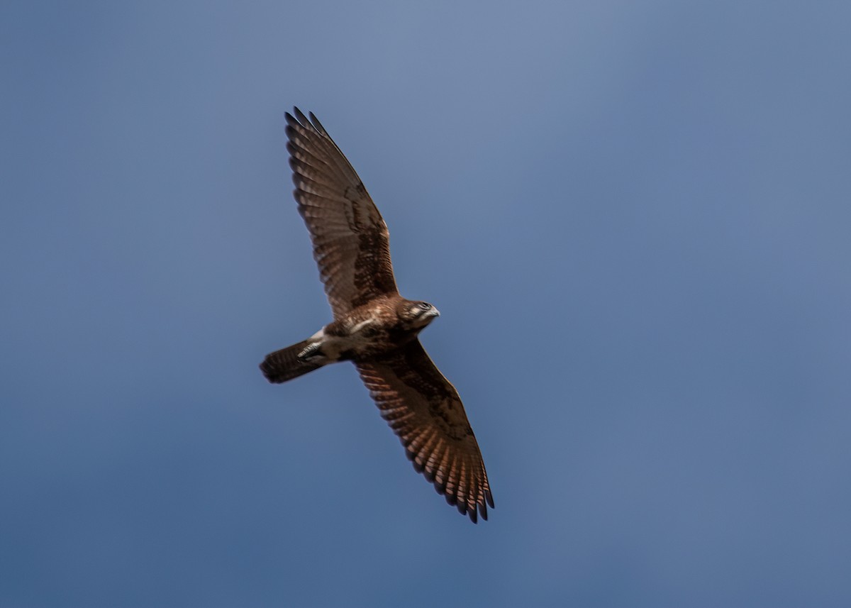 Brown Falcon - ML620562037