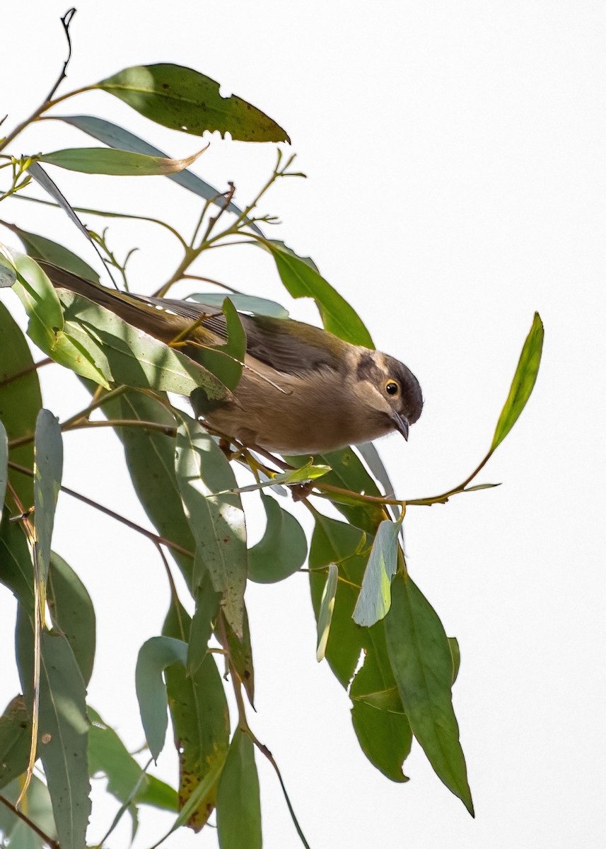 Brown-headed Honeyeater - ML620562041