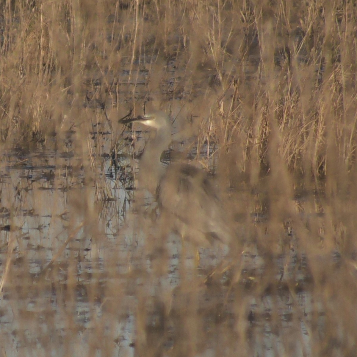 White-faced Heron - ML620562045