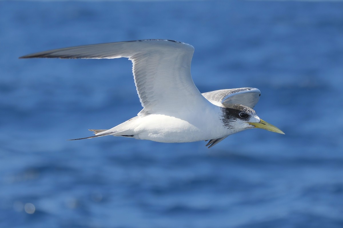 Great Crested Tern - ML620562047