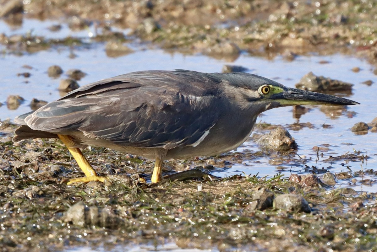 Striated Heron - ML620562048