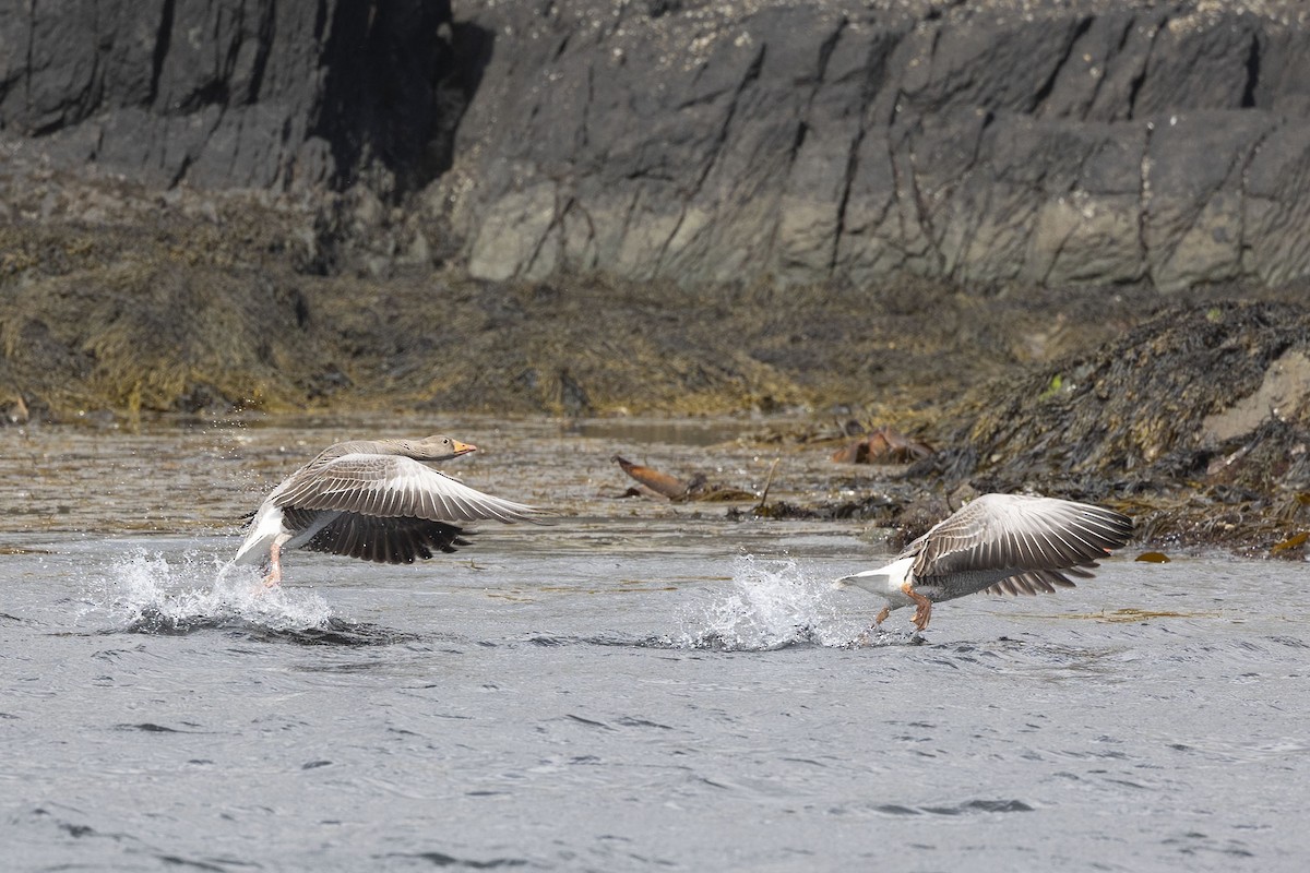 Graylag Goose - ML620562050