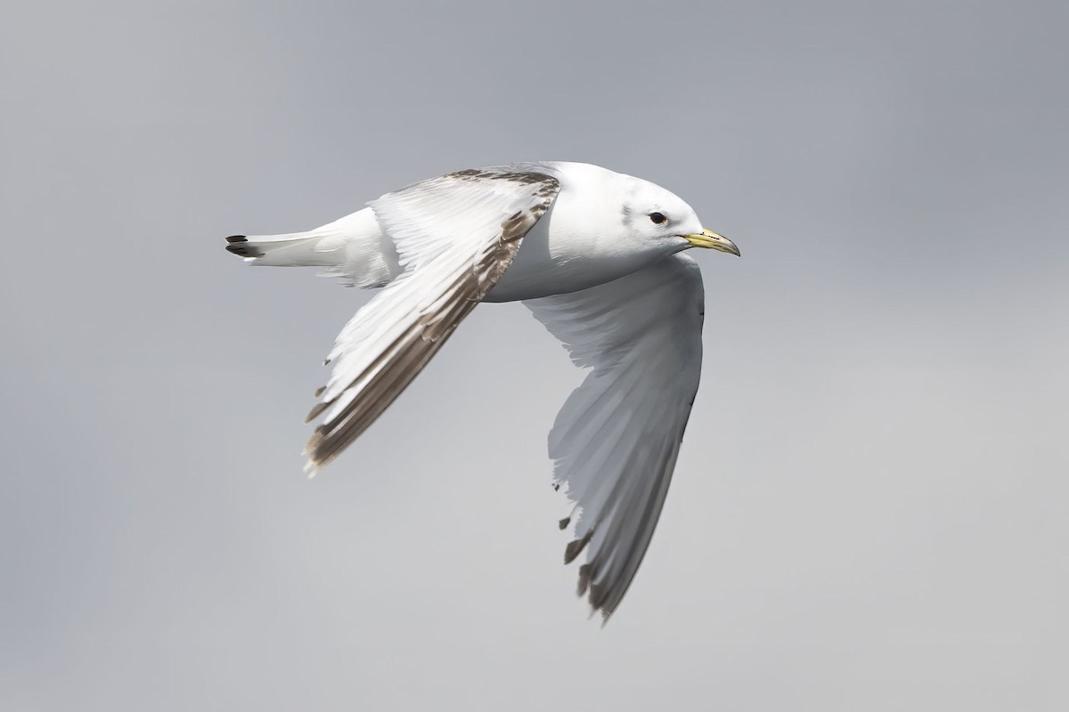 Black-legged Kittiwake - ML620562052