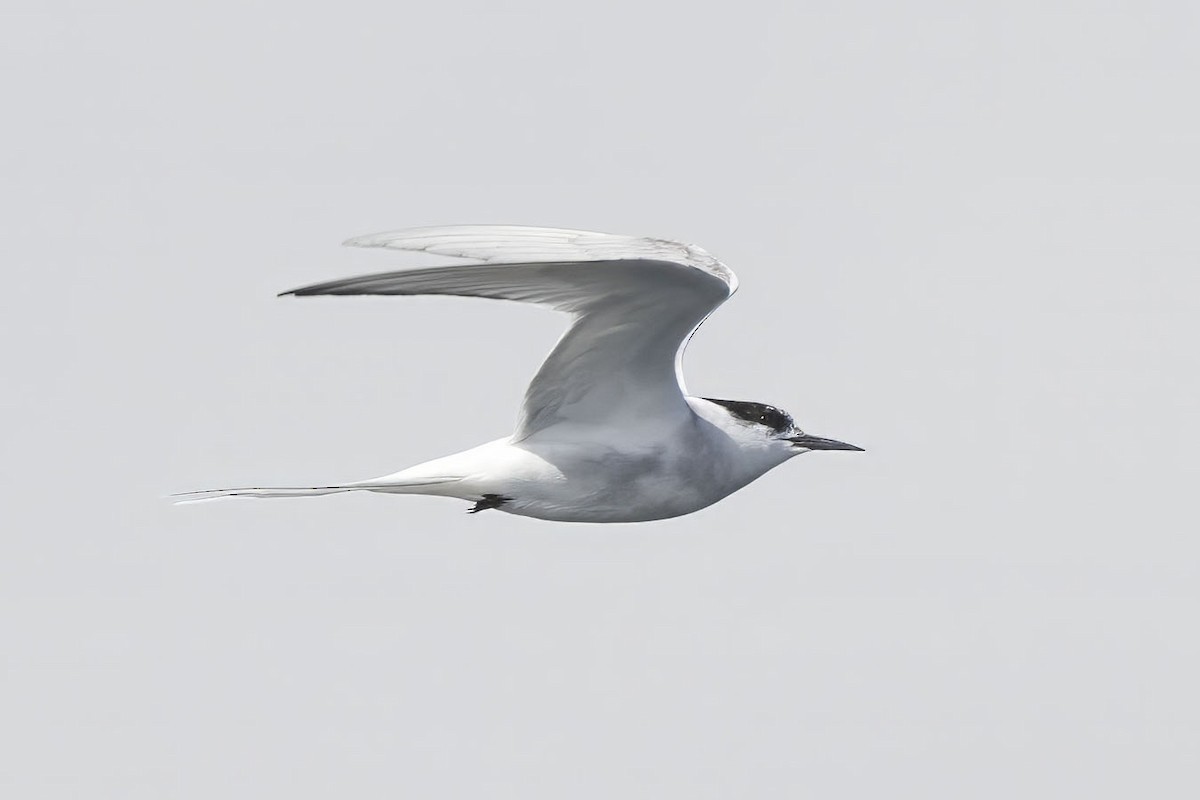 Common Tern - ML620562053