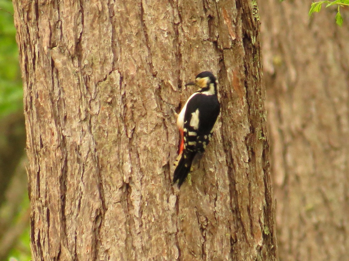 Great Spotted Woodpecker - ML620562055