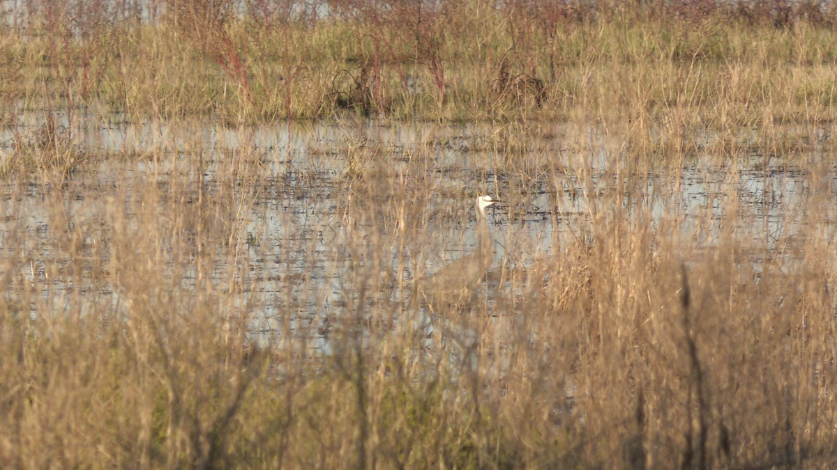 White-faced Heron - ML620562057