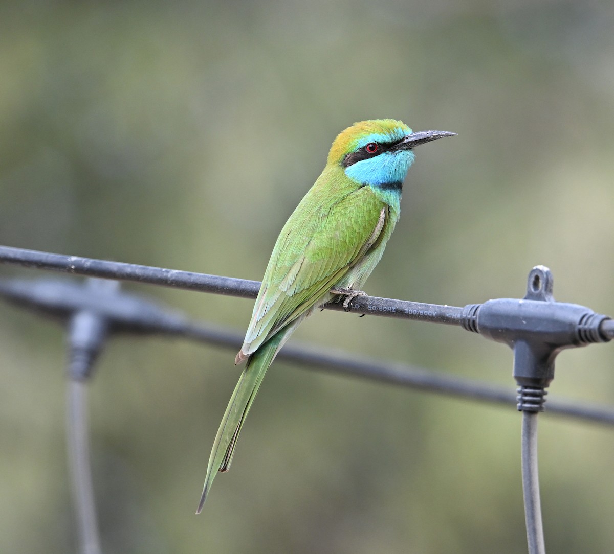 Arabian Green Bee-eater - ML620562059
