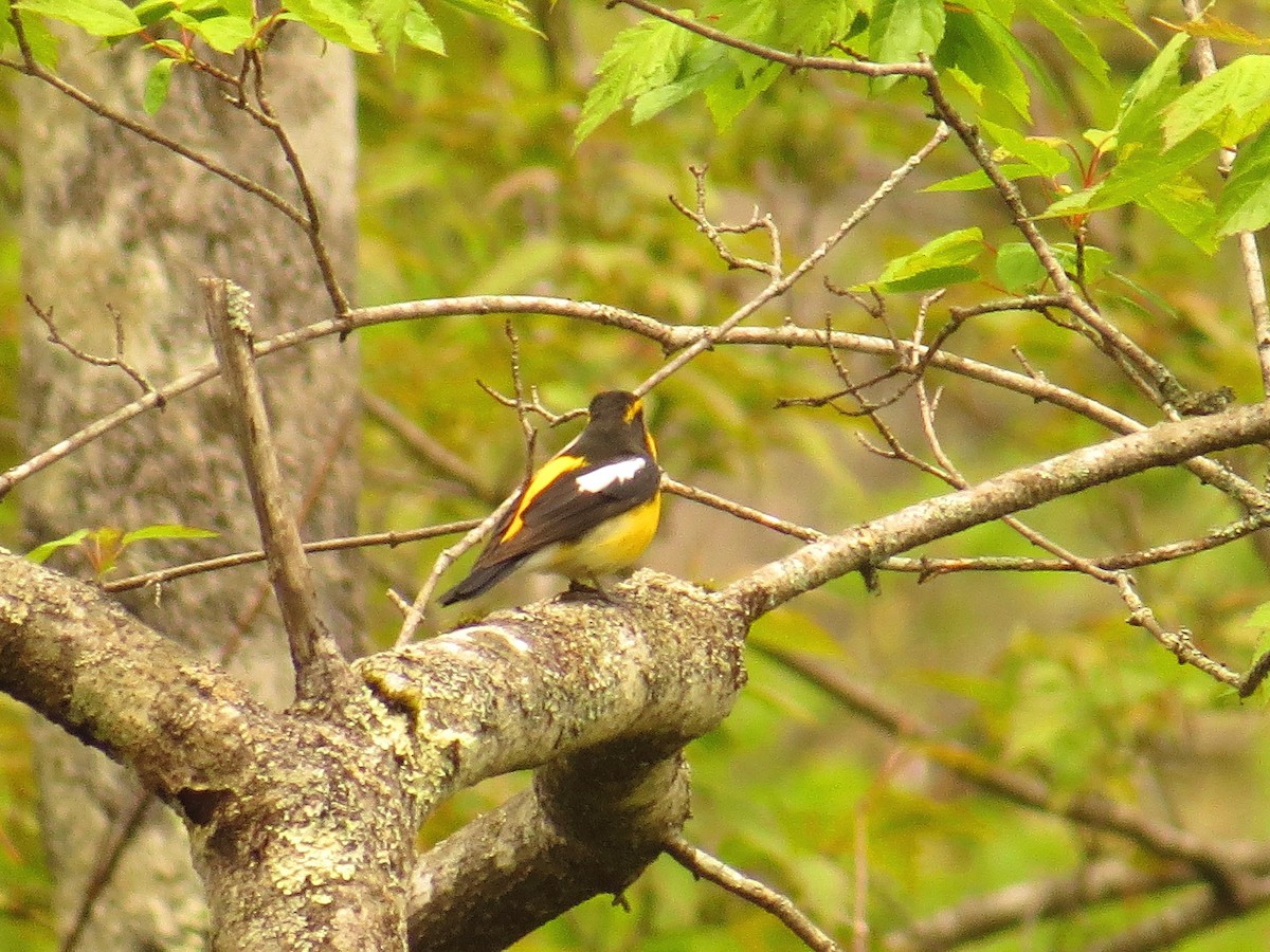 Narcissus Flycatcher - ML620562060