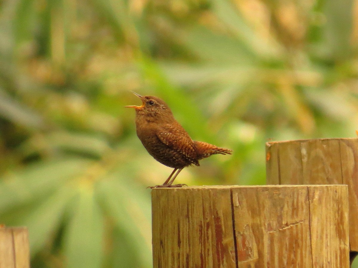 Eurasian Wren - ML620562062