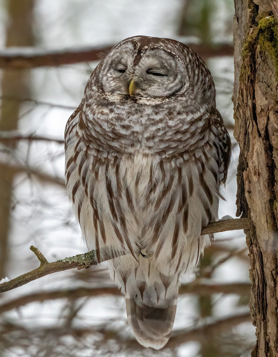 Barred Owl - ML620562064