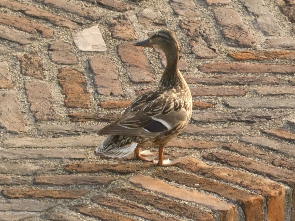 Canard colvert - ML620562069