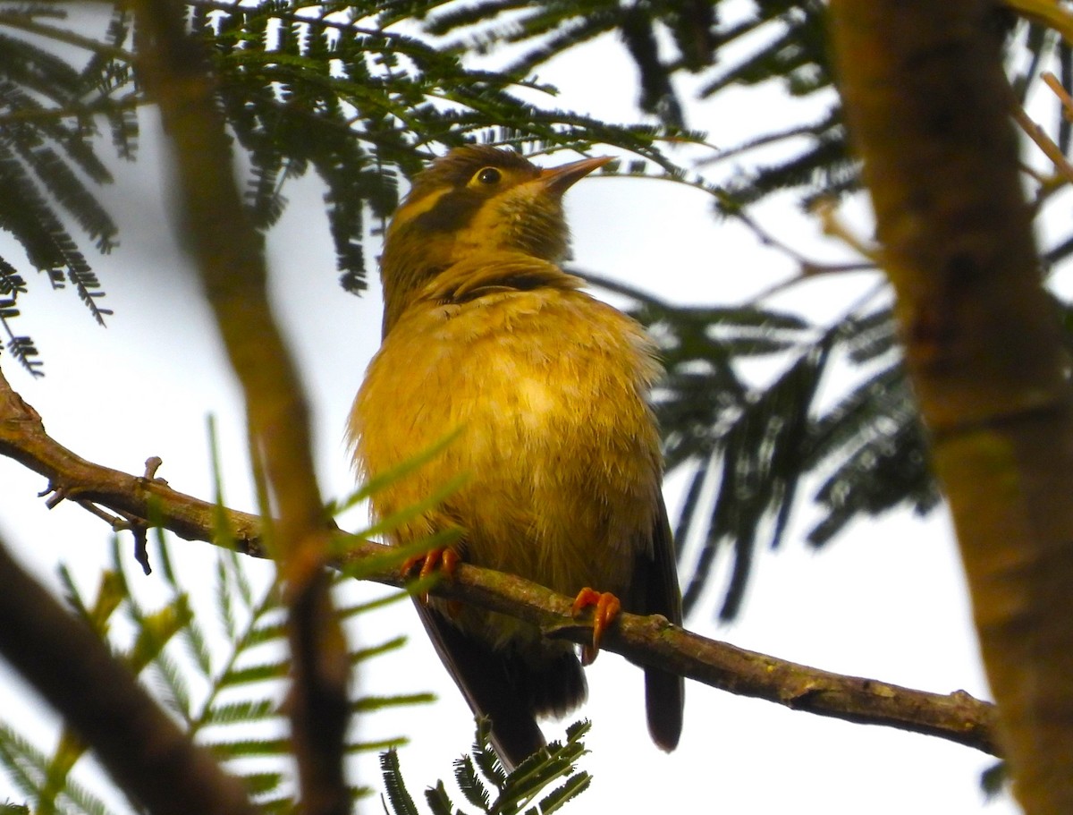 Brown-headed Honeyeater - ML620562071