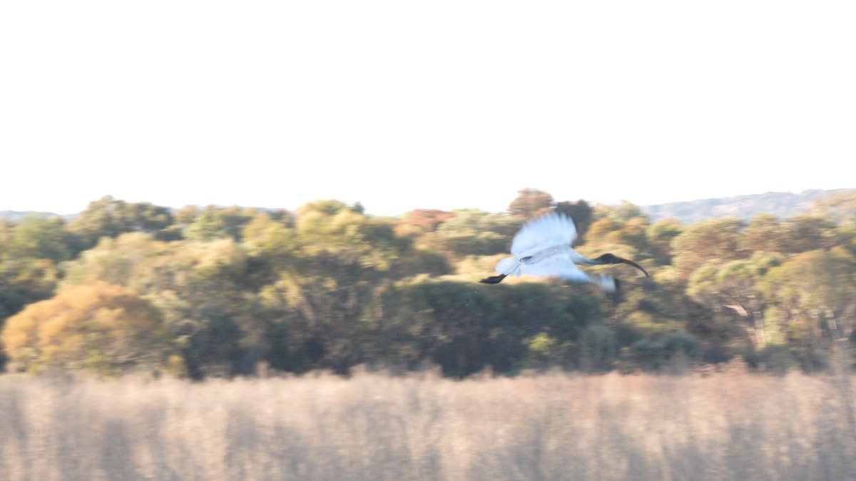 ibis australský - ML620562072