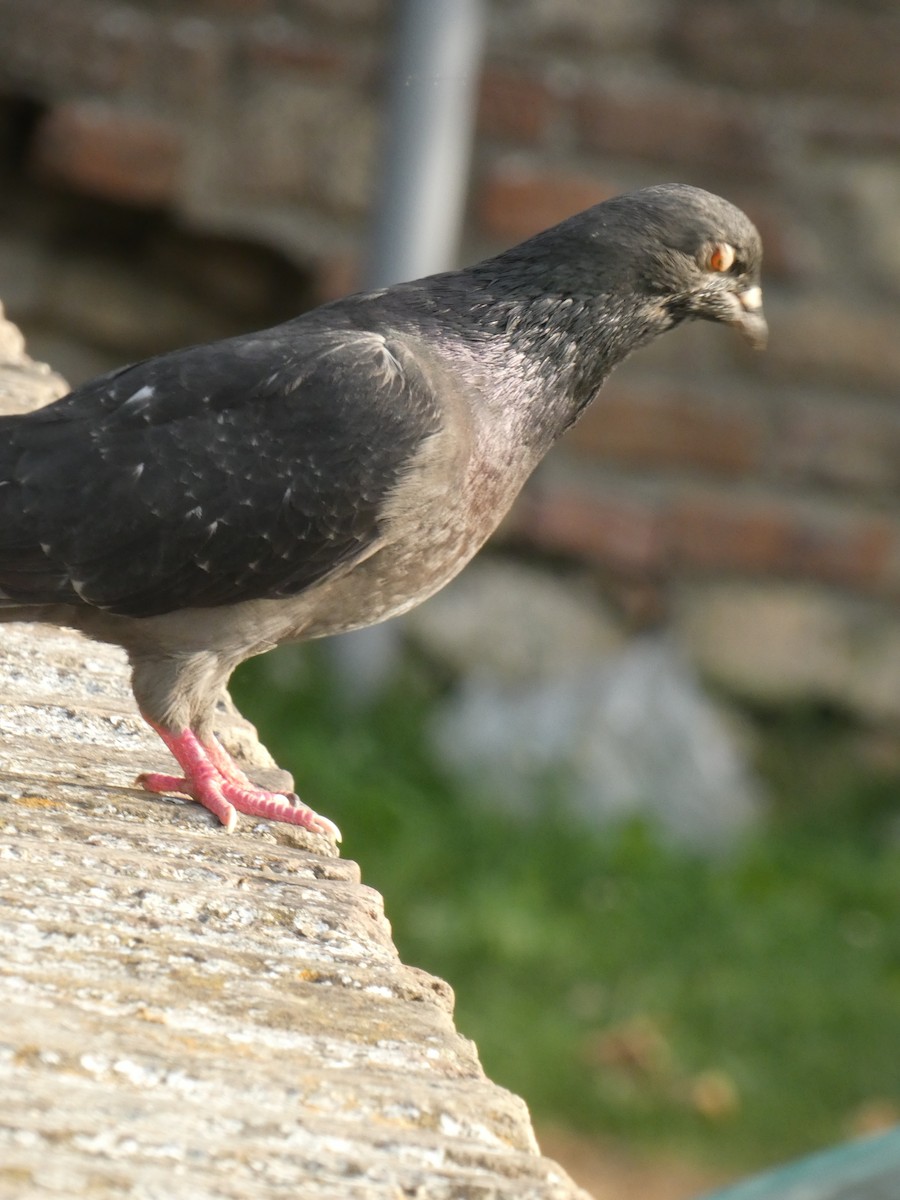 Rock Pigeon (Feral Pigeon) - ML620562073