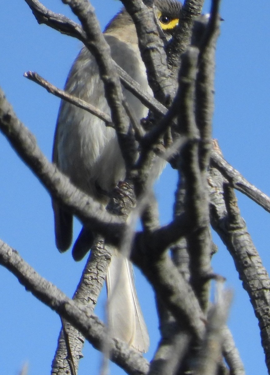 Yellow-faced Honeyeater - ML620562074