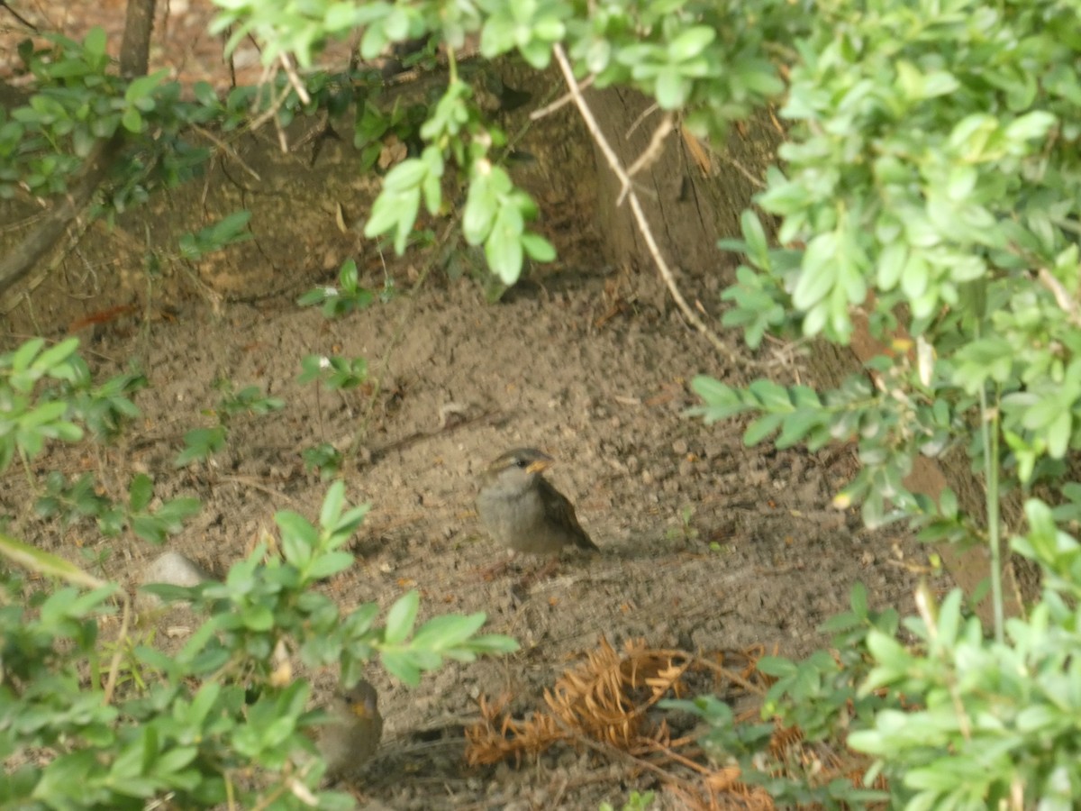 House Sparrow - ML620562078