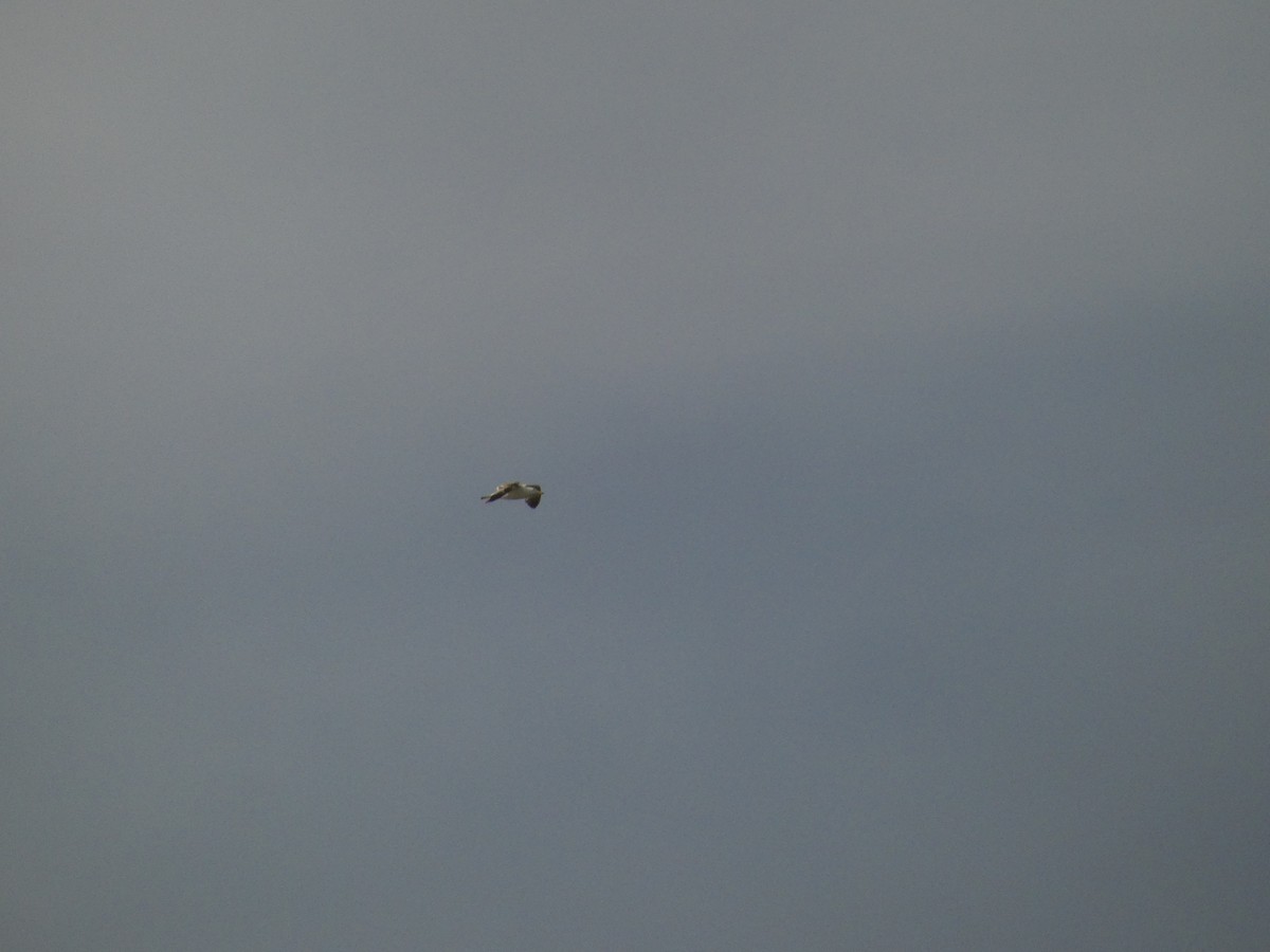 Yellow-legged Gull - ML620562081