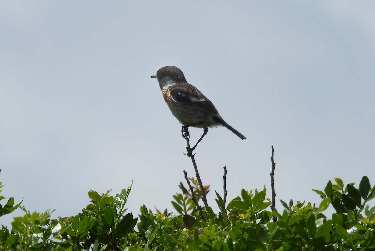 European Stonechat - ML620562085