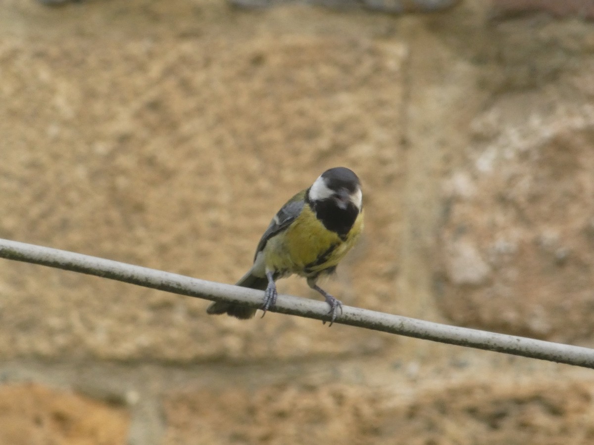 Great Tit - ML620562086