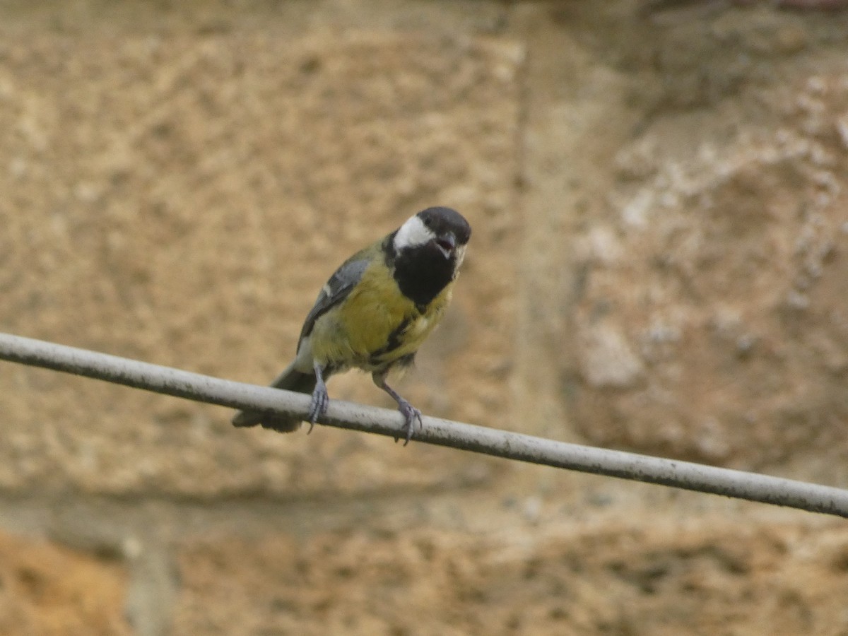 Mésange charbonnière - ML620562087