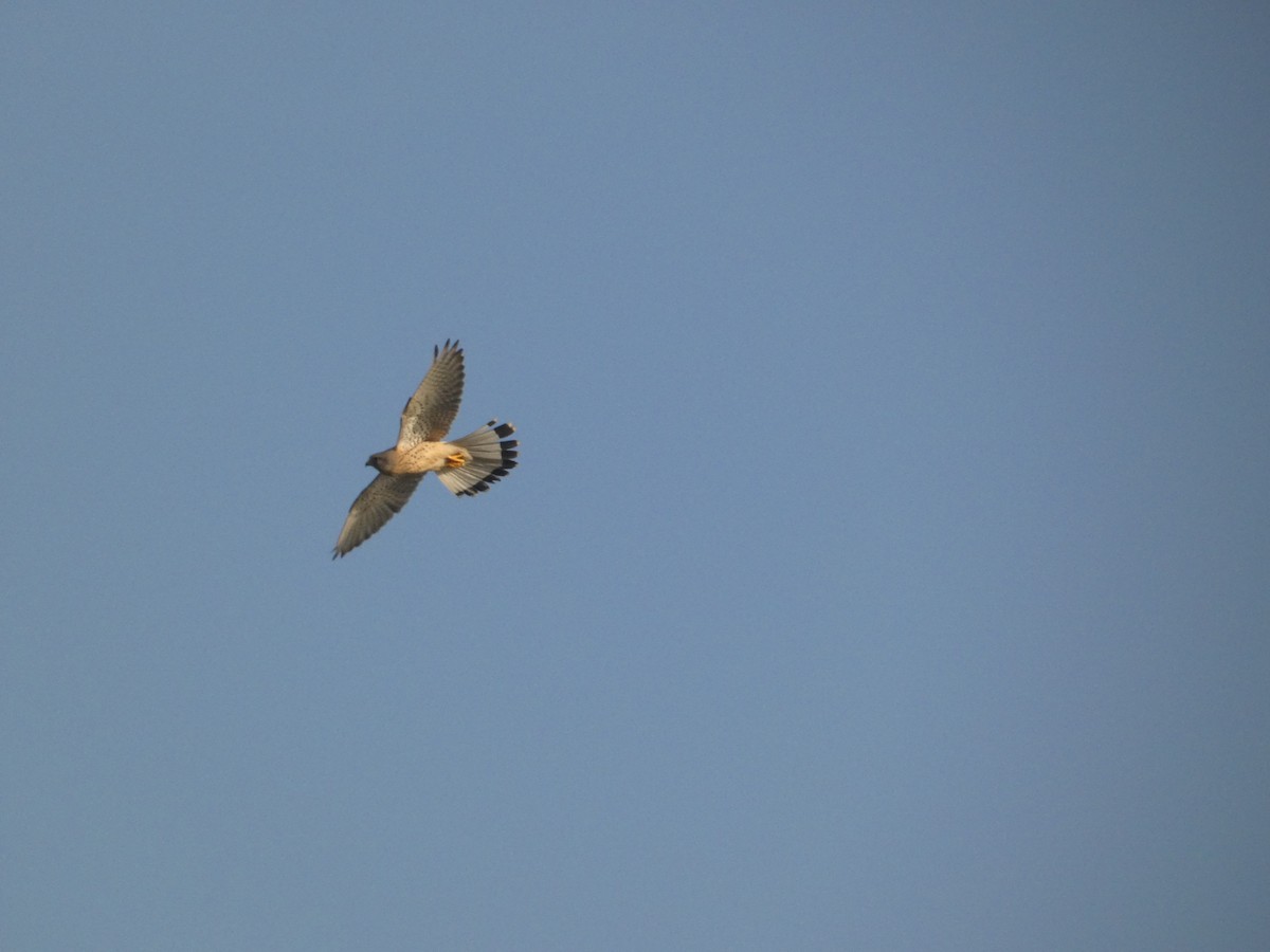 Eurasian Kestrel - ML620562092