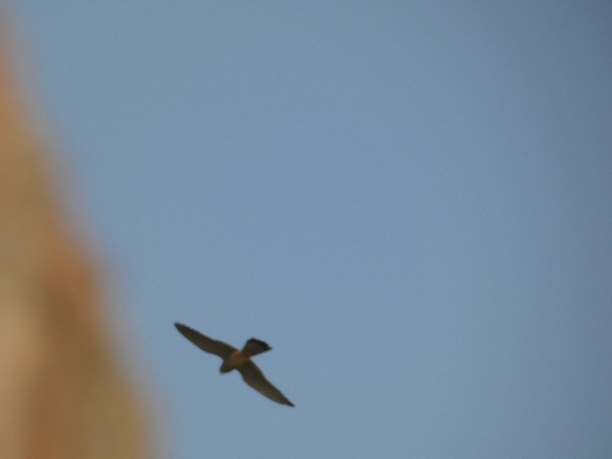 Eurasian Kestrel - ML620562094