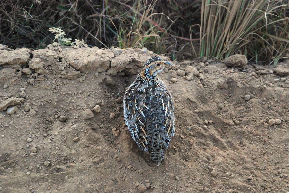 Shelley's Francolin - ML620562104