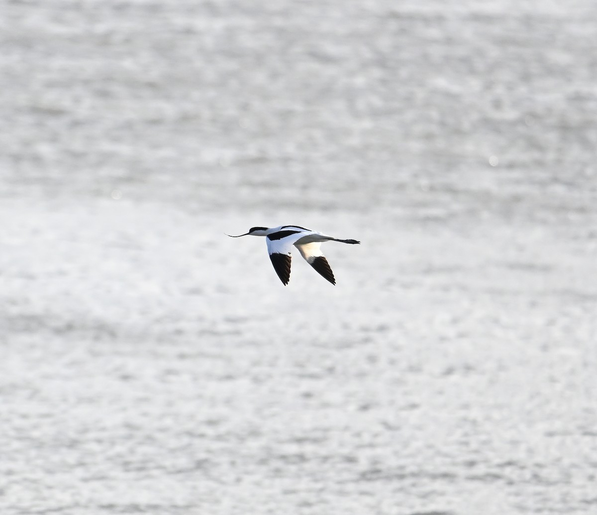 Pied Avocet - ML620562109