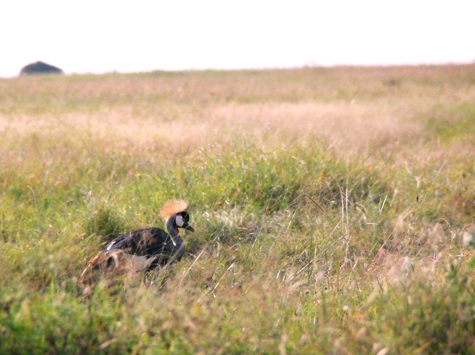 Gray Crowned-Crane - ML620562111