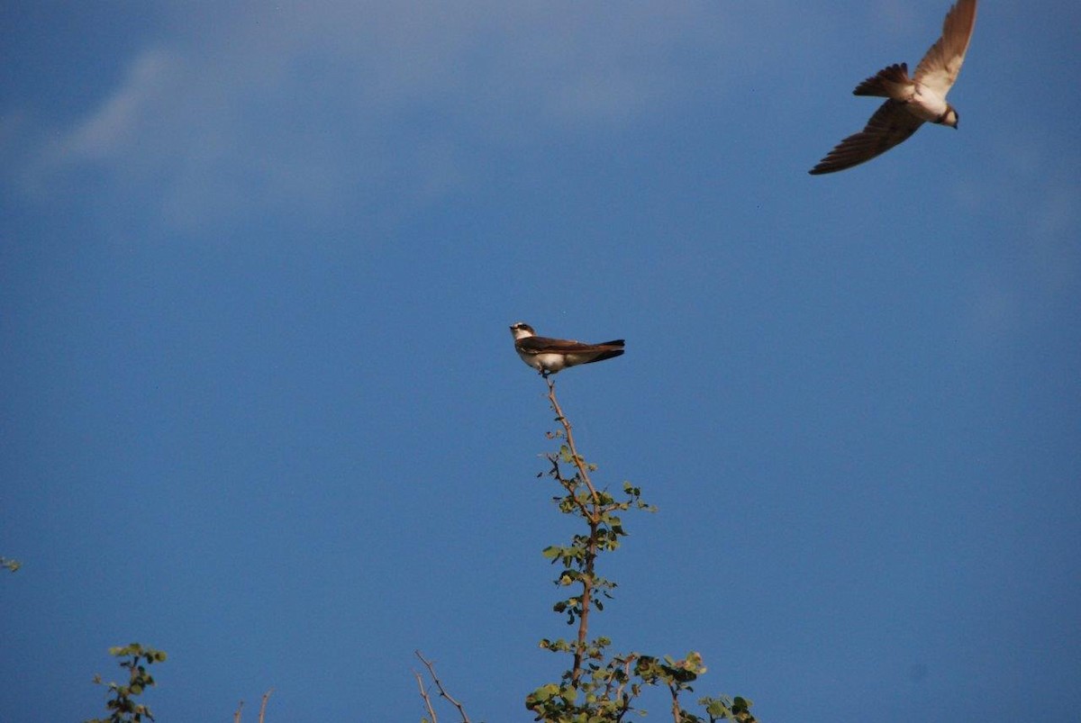 Banded Martin - ML620562112