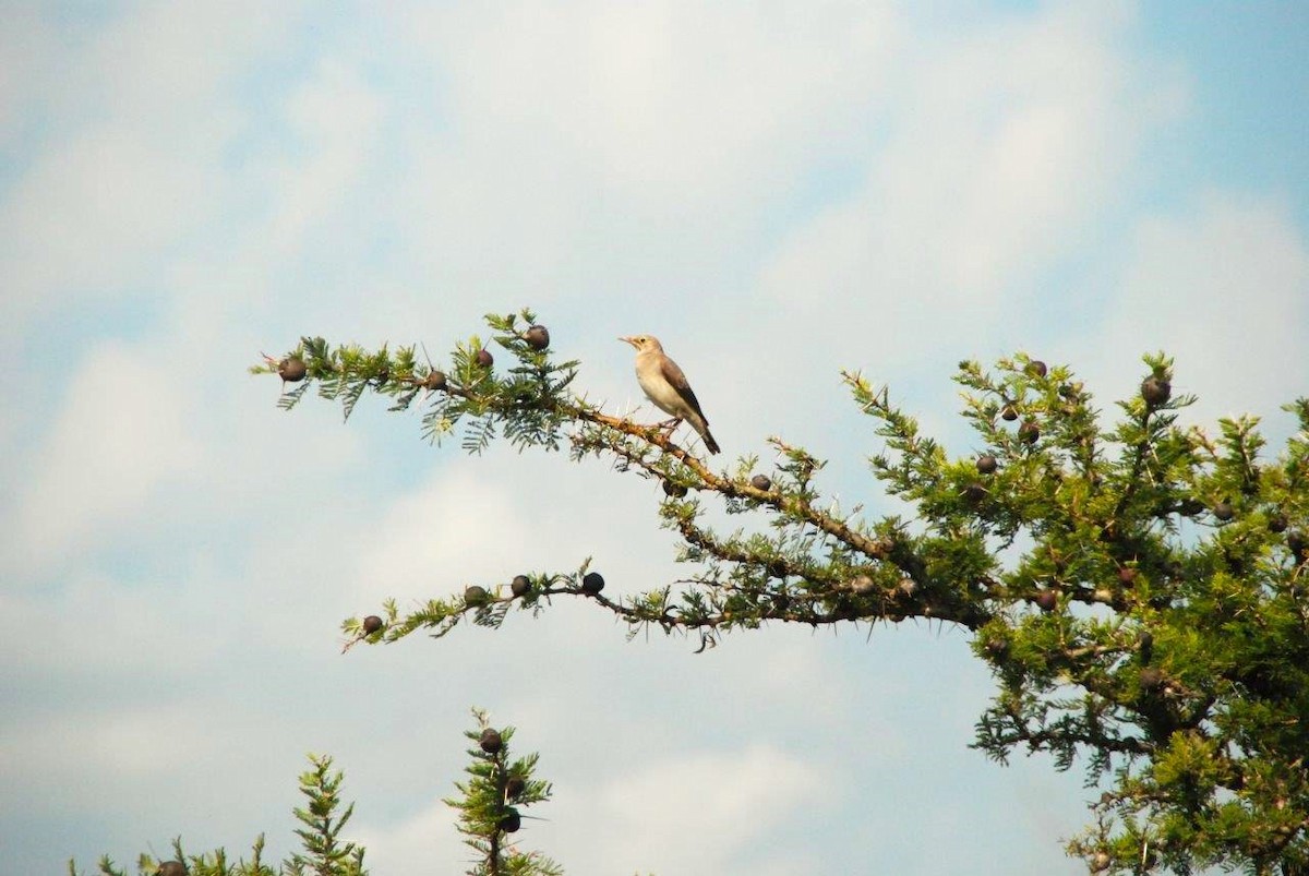 Wattled Starling - ML620562113