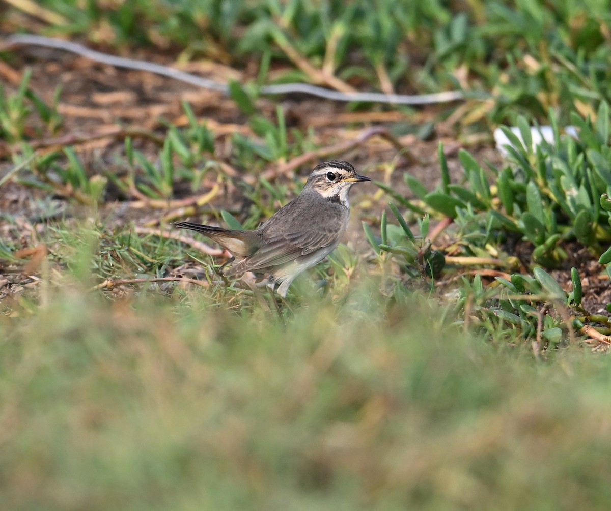 Bluethroat - ML620562123