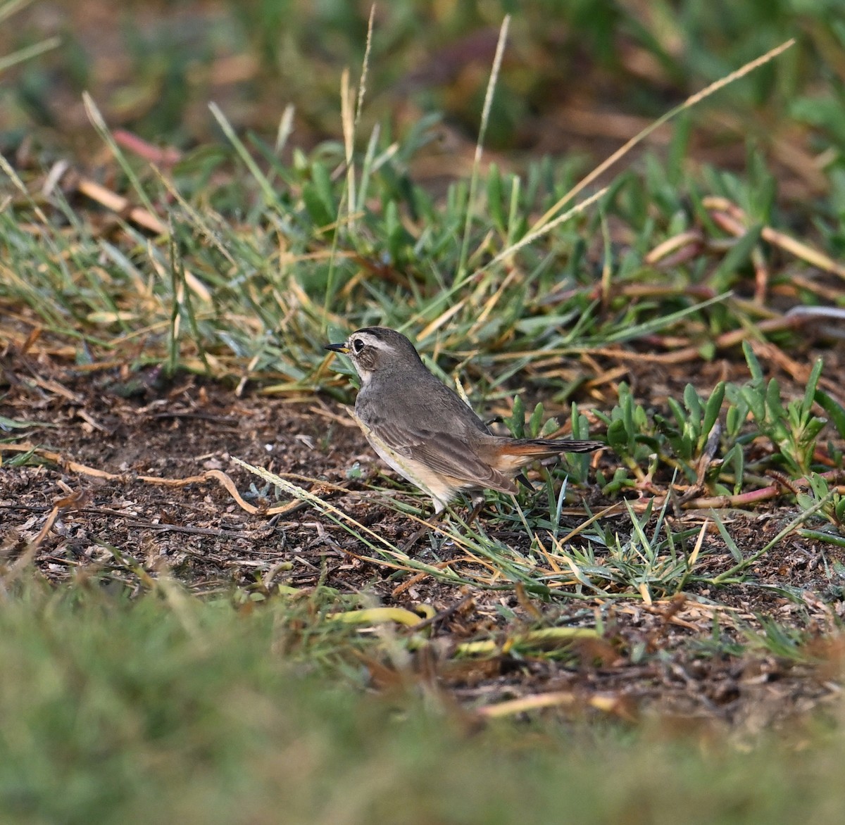 Bluethroat - ML620562125