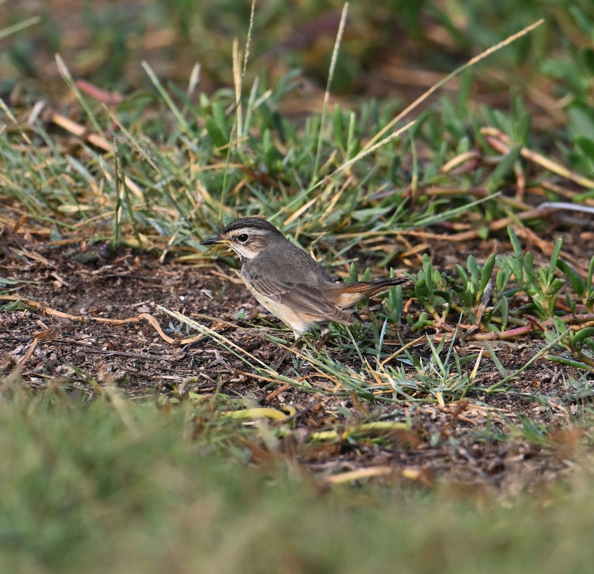 Bluethroat - ML620562126