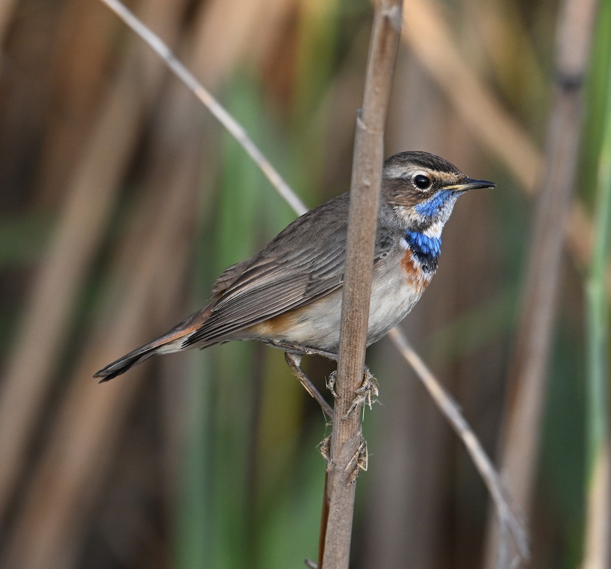 Bluethroat - ML620562138