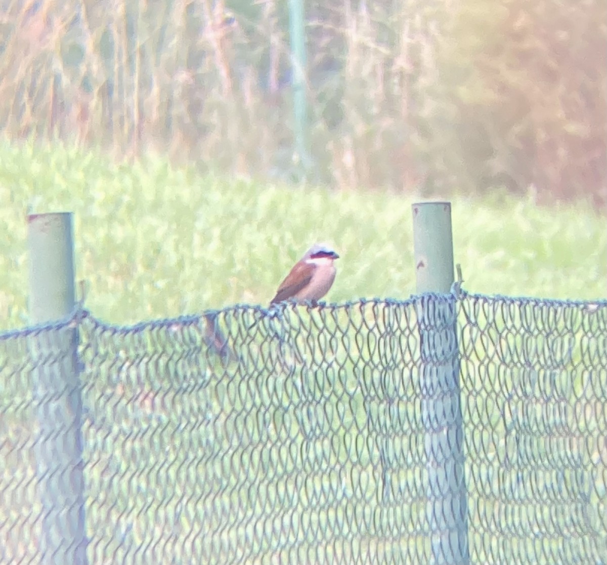 Red-backed Shrike - Tomáš  Oplocký