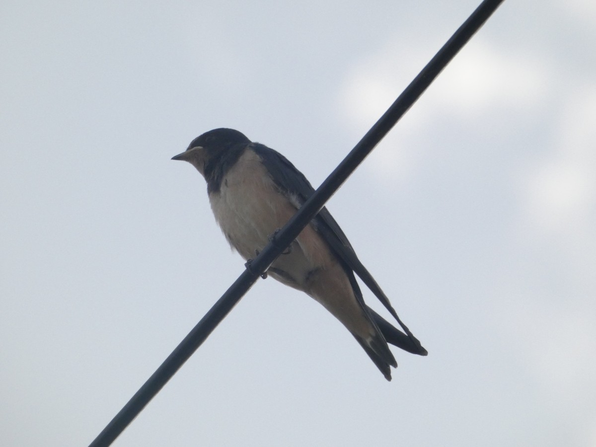 Barn Swallow - ML620562159