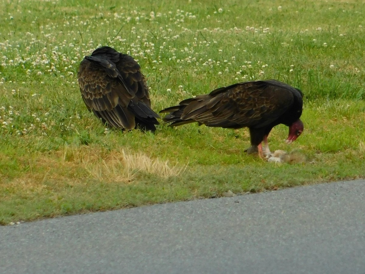 Turkey Vulture - ML620562167