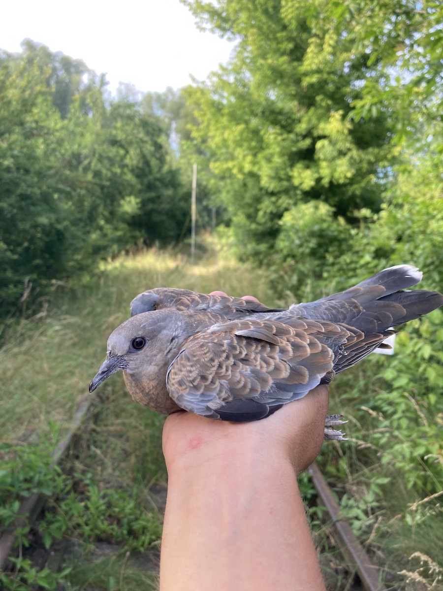 European Turtle-Dove - ML620562172