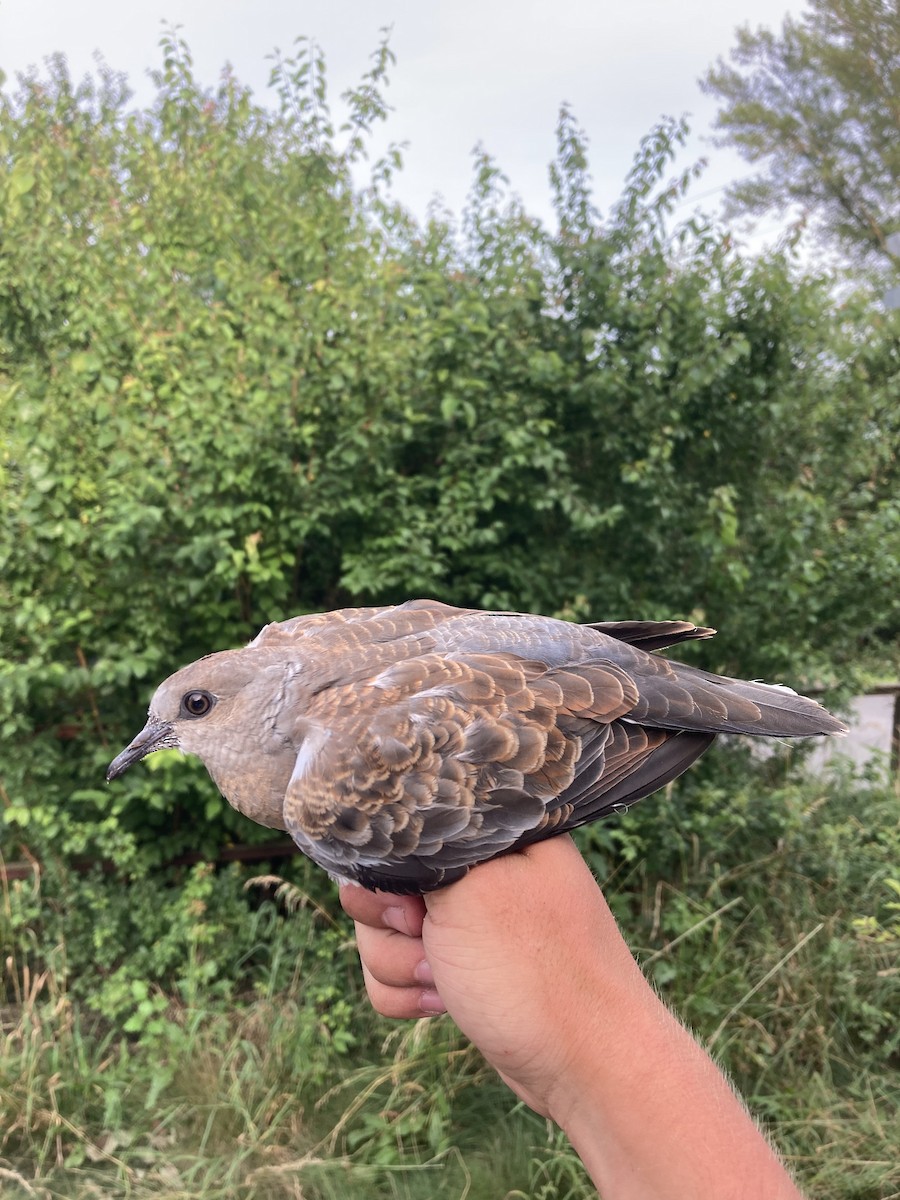 European Turtle-Dove - ML620562173