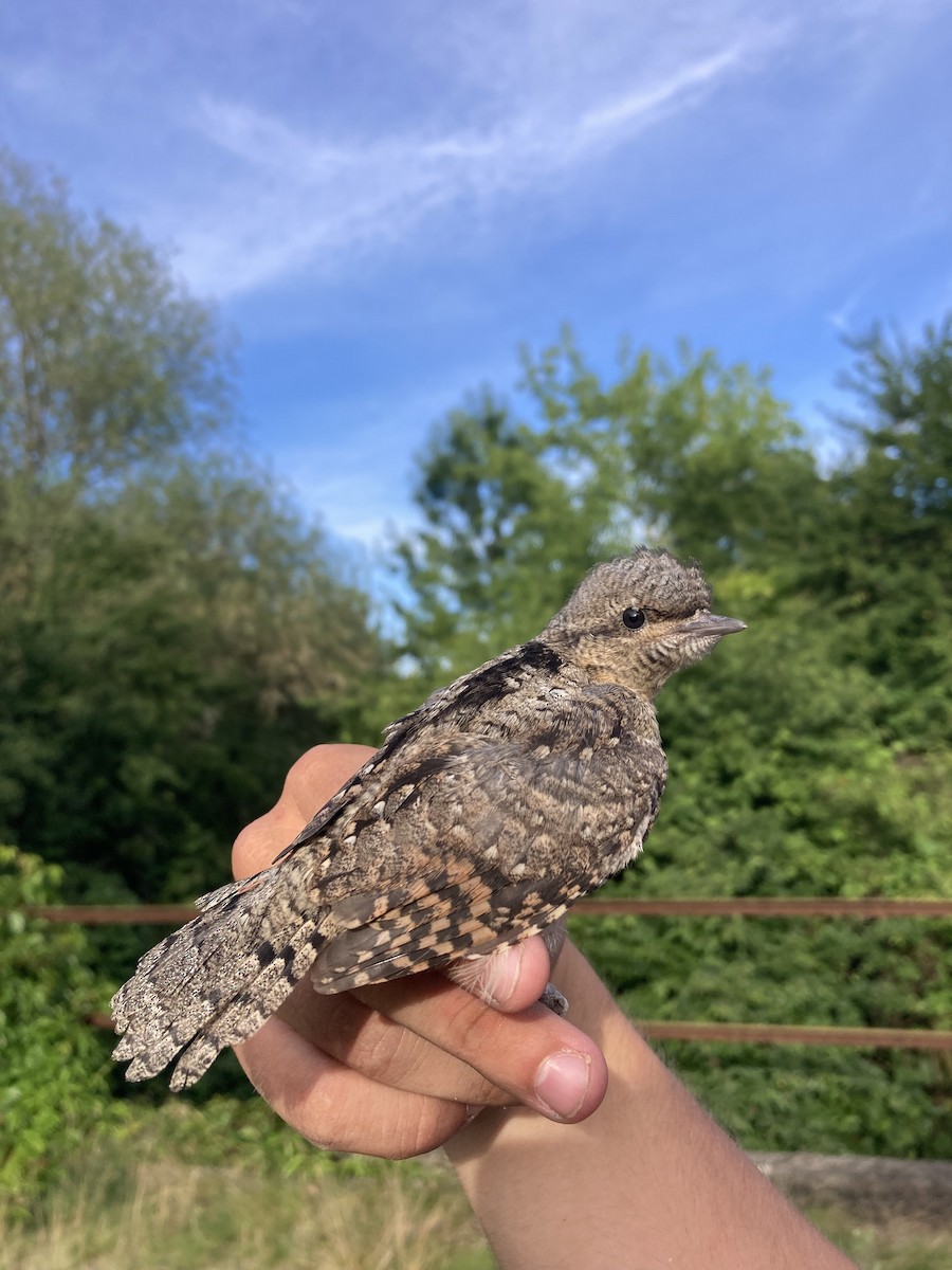 Eurasian Wryneck - ML620562174