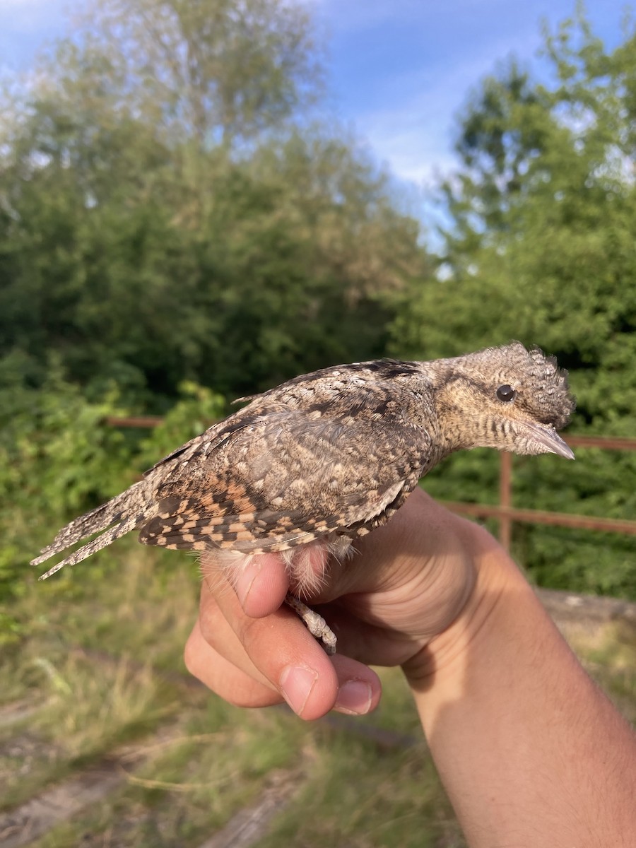 Eurasian Wryneck - ML620562175