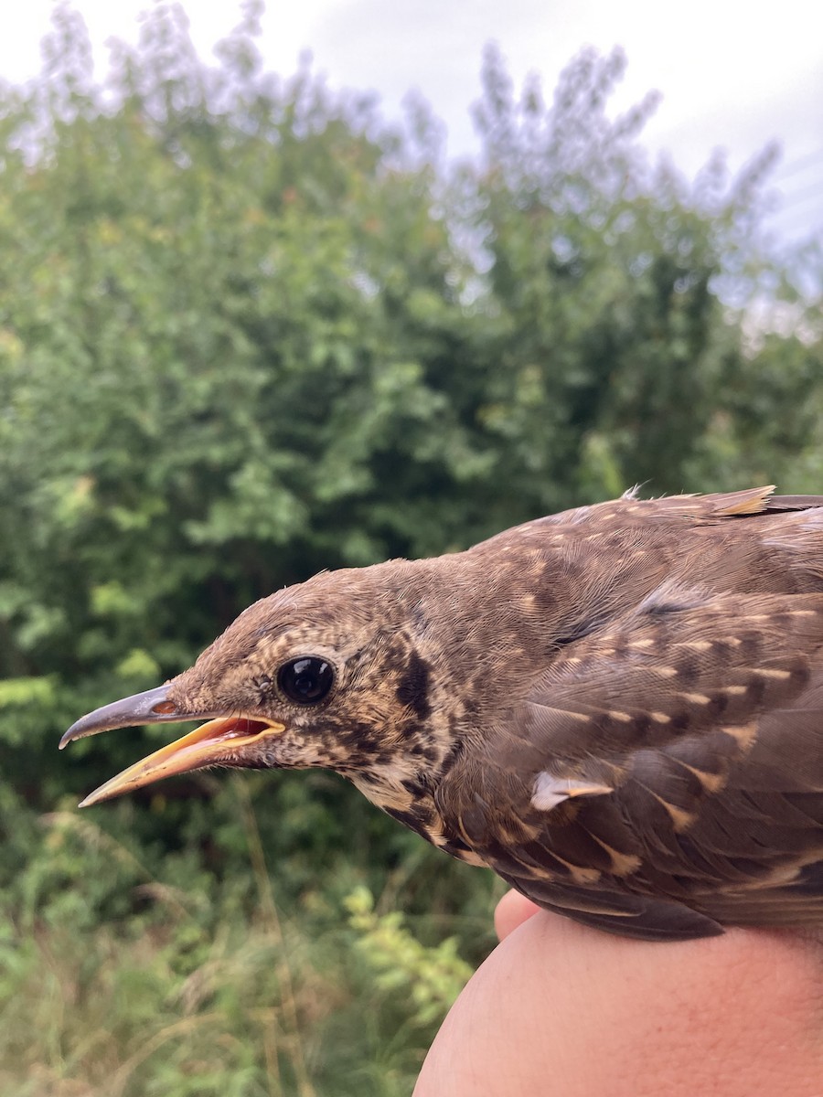 Song Thrush - ML620562176