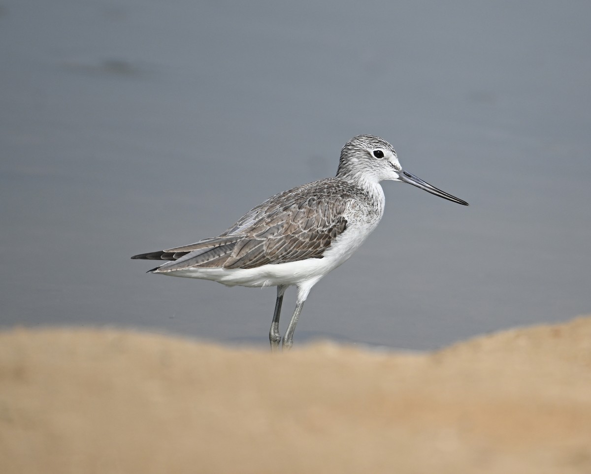 Common Greenshank - David Darrell-Lambert