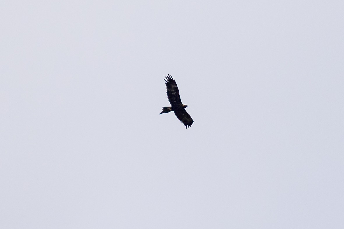 Wedge-tailed Eagle - ML620562179