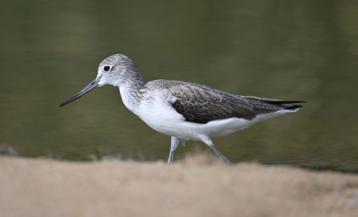 Common Greenshank - ML620562184