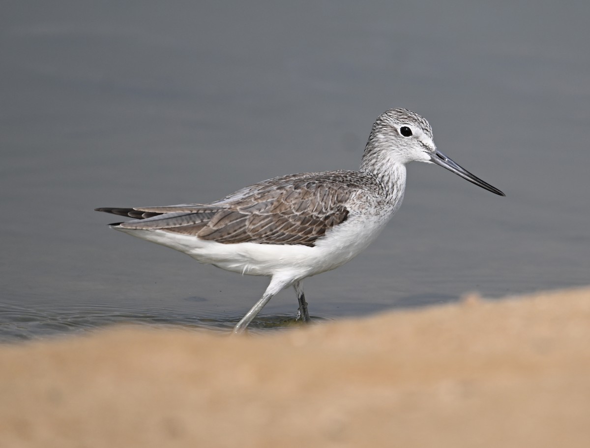 Common Greenshank - ML620562185